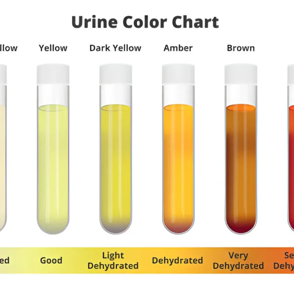 Artificial Urine for Hydration Urine Color Simulation